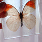 Orange-Tipped Butterfly Speciman