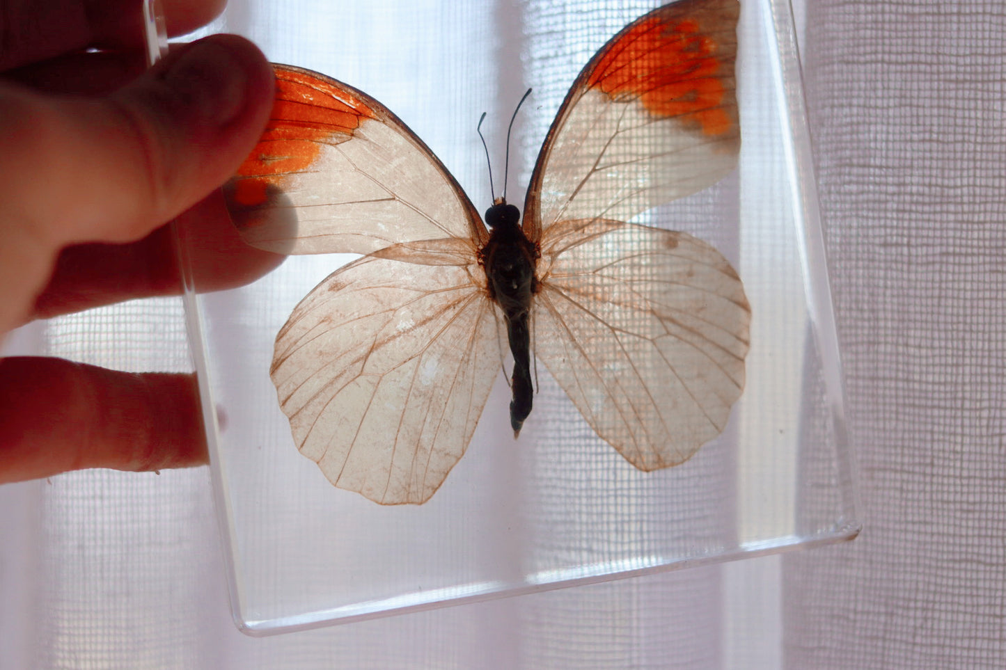 Orange-Tipped Butterfly Speciman
